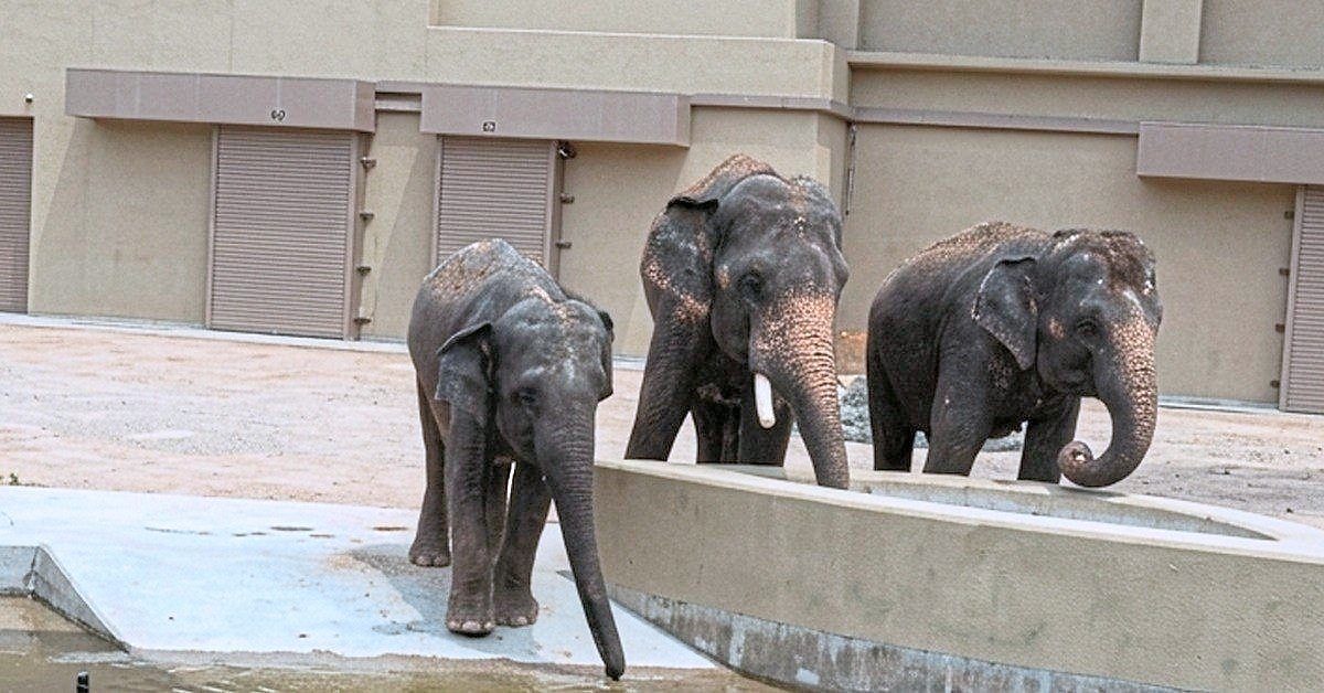 ஜப்பானிலிருந்து 3 யானைகளையும் திரும்பக் கொண்டு வருவதே சிறந்தது - அமைச்சர் கருத்து