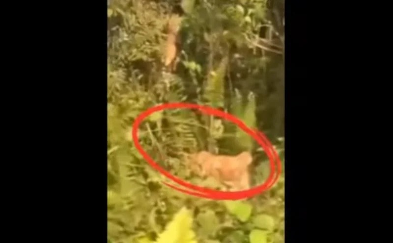 யோங் பெங்கில் புலி நடமாட்டம் - வதந்திகளை நம்ப வேண்டாம் என எச்சரிக்கை