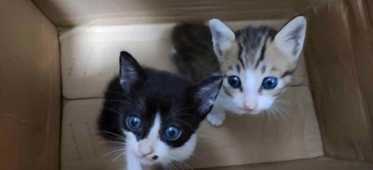 பூனை துன்புறுத்தப்பட்டது தொடர்பாக 300-க்கும் மேற்பட்ட புகார்கள் பதிவு - திரங்காணு கால்நடைத் துறை தகவல்