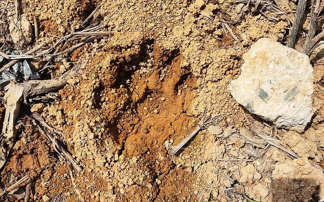 குளுவாங்கில் புலியின் கால் தடங்கள் கண்டறியப்பட்டன