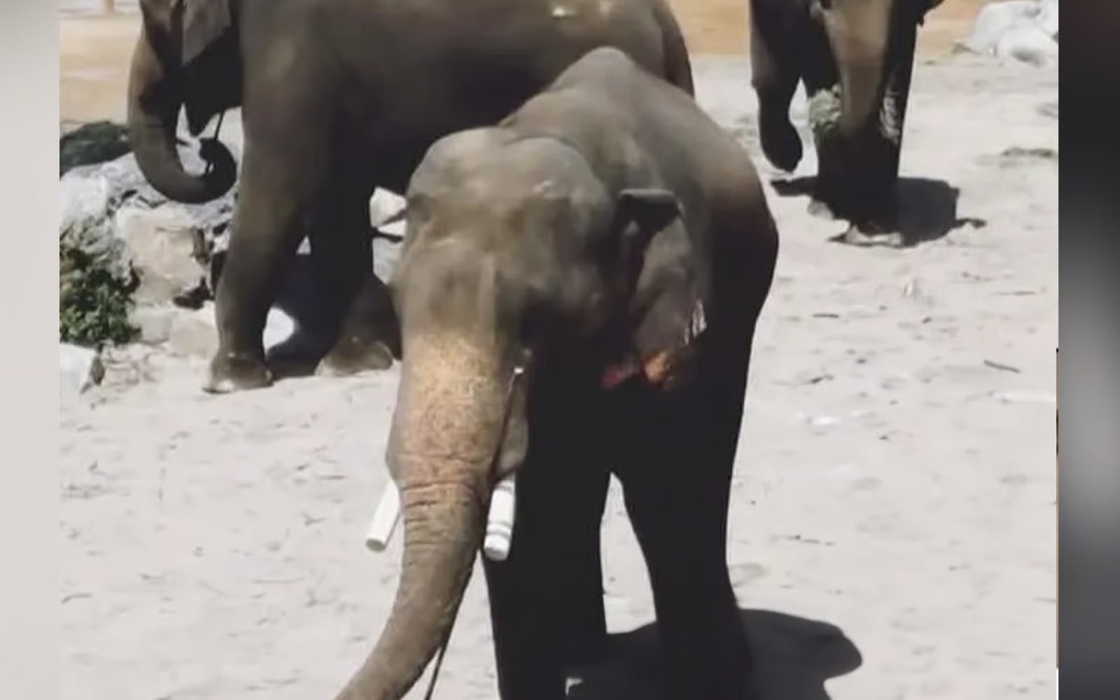 "அந்த மூன்று யானைகளும் தைப்பிங் மிருகக்காட்சி சாலைக்கு சொந்தமானவையே" - ஆட்சிக்குழு உறுப்பினர் தகவல்