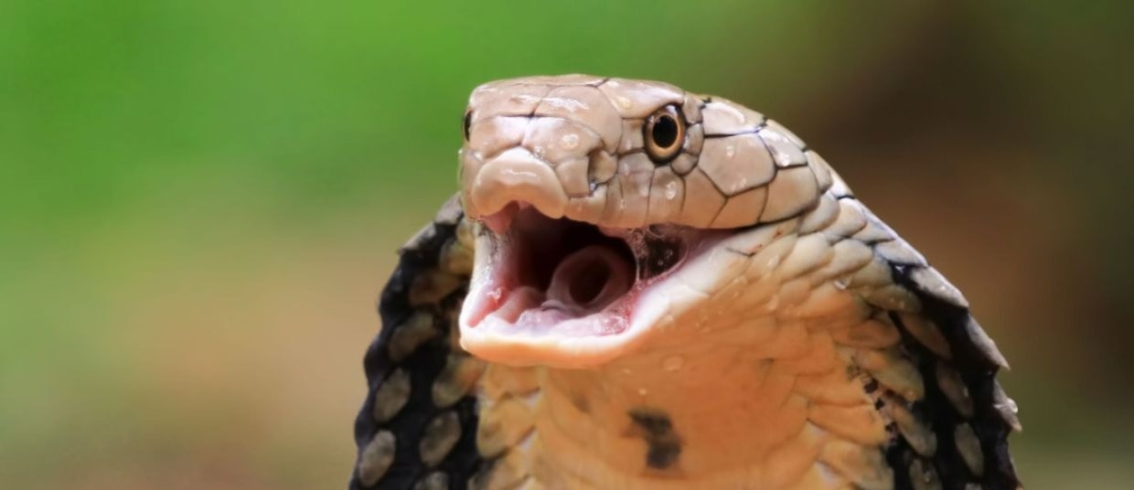 மூன்று மீட்டர் நீள ராஜநாகம்: துணி துவைக்கச் சென்ற பெண்ணுக்கு நேர்ந்த அதிர்ச்சி