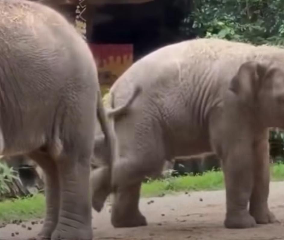 விளையாட்டாக எட்டி உதைத்த அண்ணன்; ஆக்ரோஷமாக பாய்ந்து சண்டை போட்ட குட்டி யானையின் கியூட் வைரல் காட்சி!