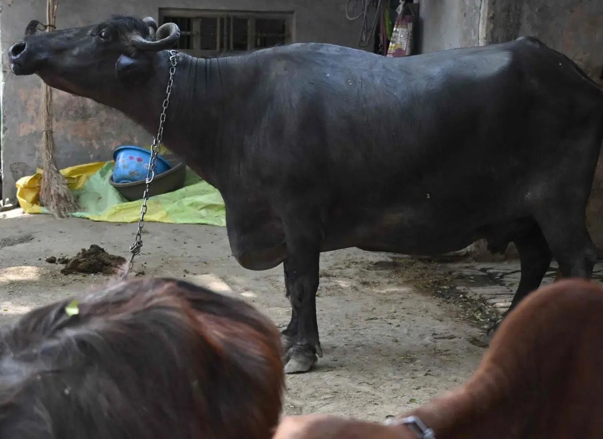 மலாக்காவில் கால்நடைகளுக்கு க்யூஆர் குறியீடு - மாநில அரசாங்கம் புதிய முயற்சி