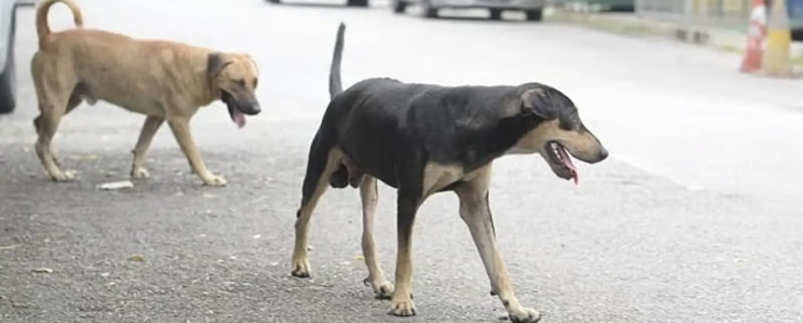 சரவாக் பிந்துலுவில் ரேபிஸ் தொற்றுக்கு நான்காவது நபர் பலி