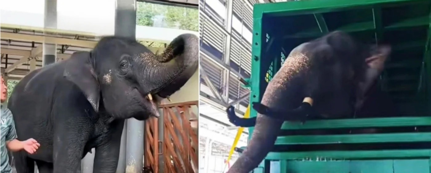ஜப்பானில் உள்ள மூன்று மலேசிய யானைகளைப் பராமரிக்க 3 மாவோட்கள் அனுப்பப்பட்டனர்