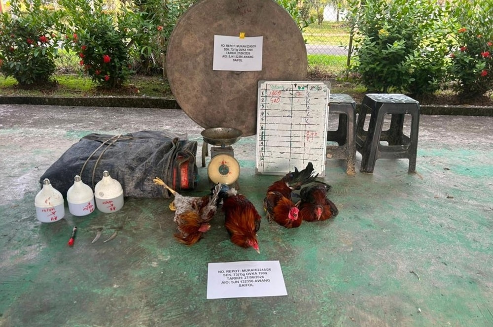 சரவாக்கில் சேவல் சண்டையில் ஈடுபட்டதாக 4 பேர் கைது