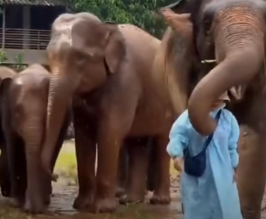மழையிலிருந்து காக்க பராமரிப்பாளரை தன் உடலுக்குள் இழுத்து அரவணைத்த தாய் யானை: இணையத்தை நெகிழ வைத்த வைரல் வீடியோ! 