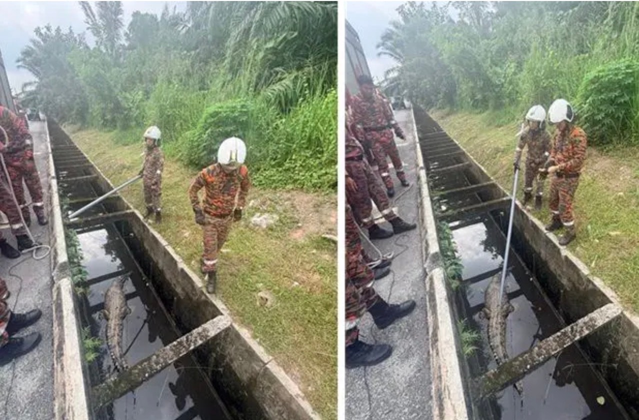 பந்திங் பெட்ரோல் நிலைய மழைநீர் வடிகாலில் 10 அடி நீள முதலை கண்டுபிடிக்கப்பட்டது