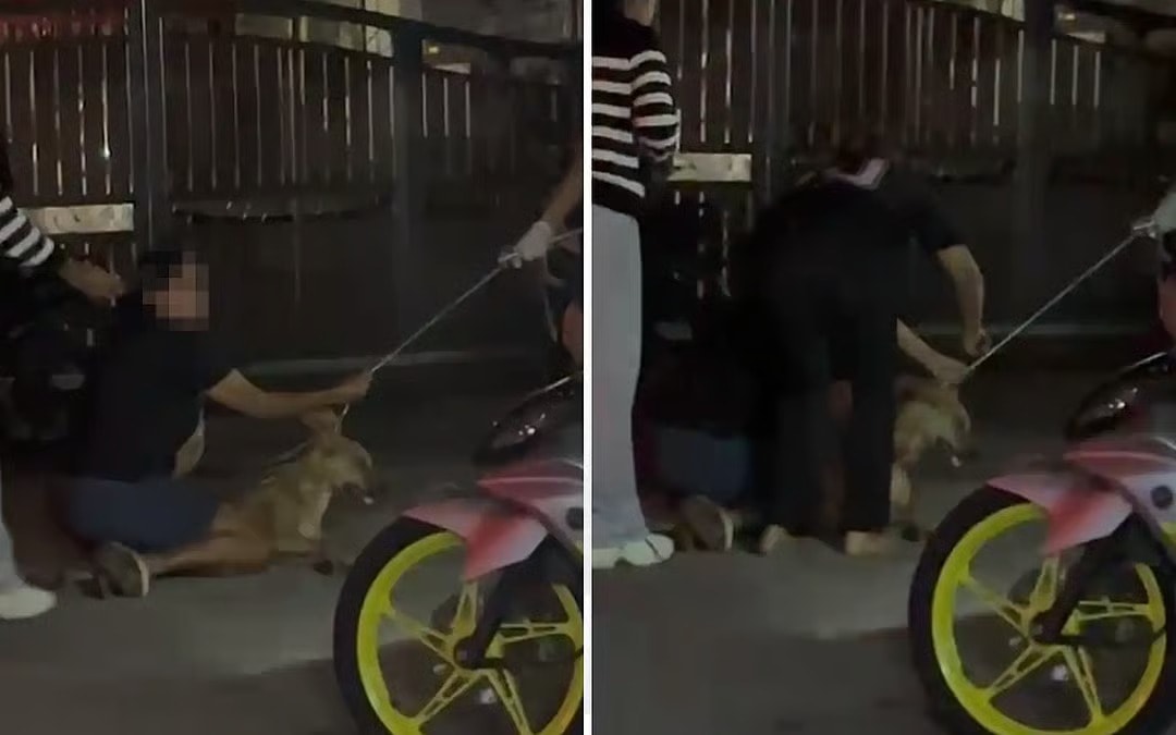 கிள்ளானில் வளர்ப்பு நாய் கொடூர முறையில் கொலை