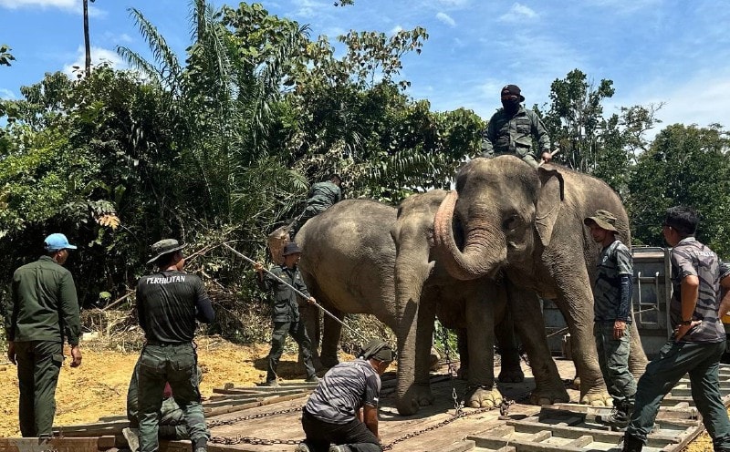 கிளந்தானில் மக்களை அச்சுறுத்தி வந்த காட்டு யானை பிடிபட்டது