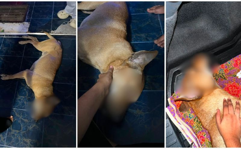 நாய் 'ராக்கி' மரணம்: வெளிப்படையான விசாரணைக்கு போலீசார் உறுதி