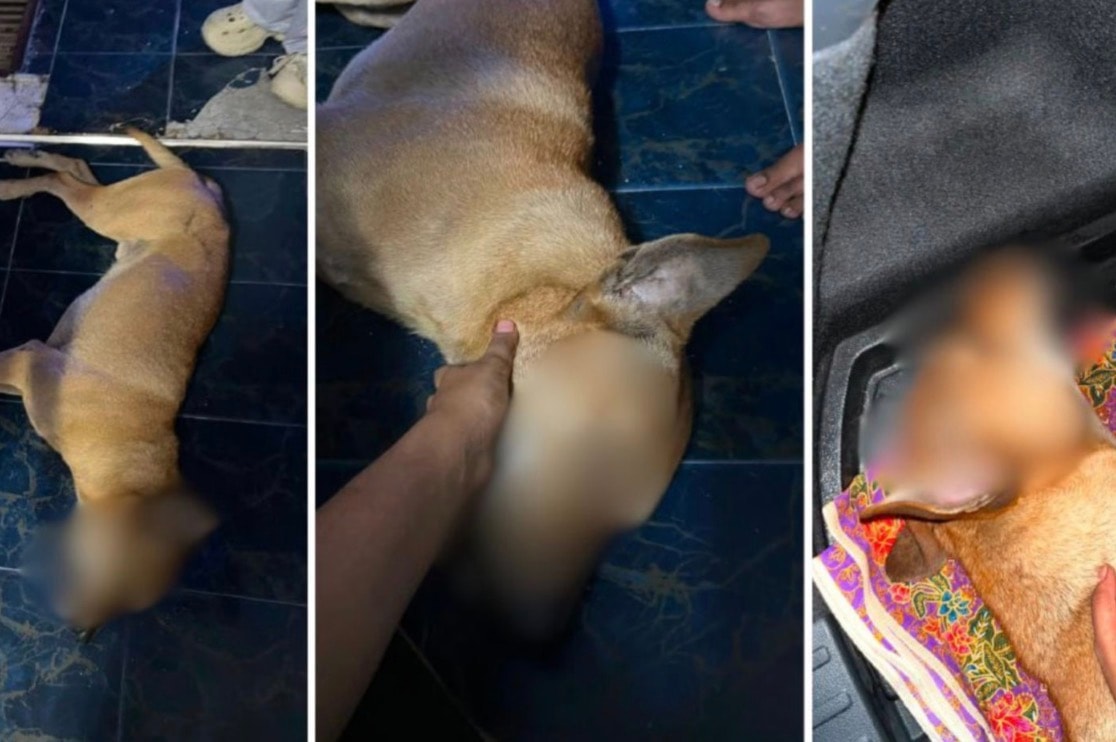 Rocky உயிரிழந்த விவகாரம்: சந்தேக நபர், சாட்சிகளிடம் வாக்குமூலம் பதிவு
