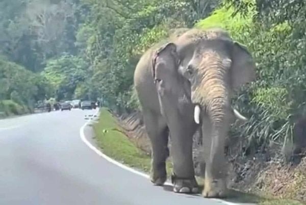 நெடுஞ்சாலையில் சுற்றித் திரிந்த காட்டுயானை 'சுலோங்' வனப்பகுதிக்குள் திசை திருப்பம்