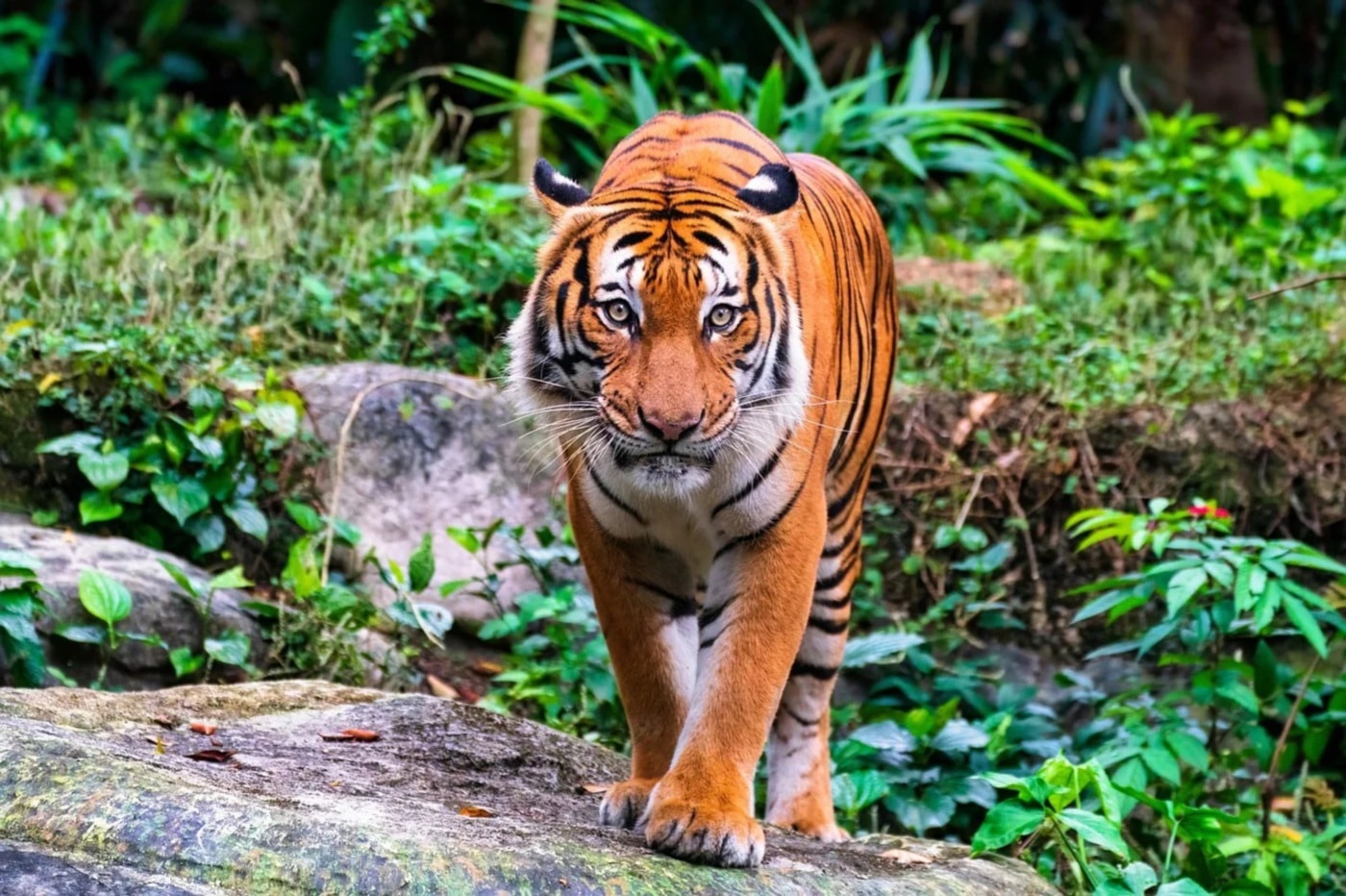 மலாயன் புலிகளின் எண்ணிக்கை அதிகரிப்பு; பாதுகாப்பு நடவடிக்கைகள் பலன்