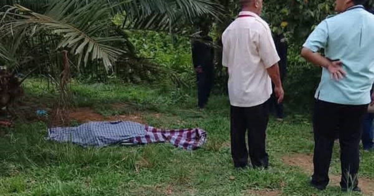 கோல கிராயில் காணாமல் போன மாட்டைத் தேடிய முதியவர் யானை தாக்கி உயிரிழப்பு