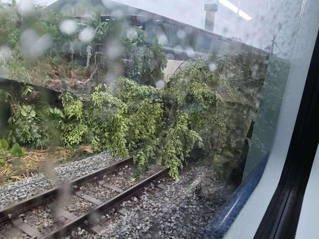 மரம் விழுந்ததால் கே.டி.எம் கொமுட்டர், இ.டி.எஸ் ரயில் சேவைகளில் இடையூறு